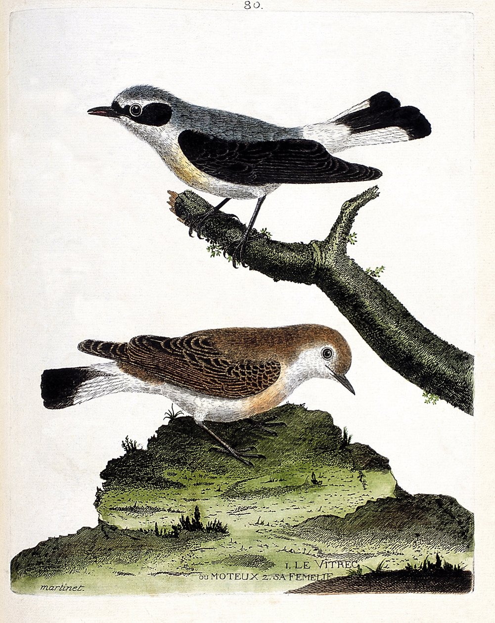 Zoologiskt diagram (ornitologi): vitrec (eller motös) på grenen och dess hona (mottous stjälk eller oenanth). Illustration i "Fåglarnas historia, målade i deras utseende och känsliga aspekter" av Francois Nicolas Martinet (1731-1800). Privat c av Francois Nicolas Martinet