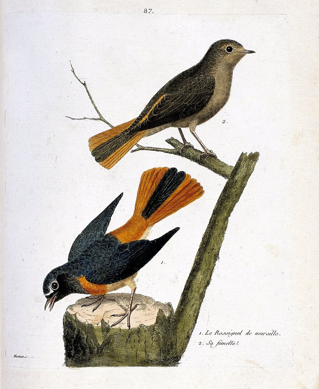 Zoologiskt diagram (ornitologi): väggnäktergalen på en trädstam och dess hona (rödsvans med vit panna eller phoenicurus phoenicurus) på grenen. Illustration i "Fåglarnas historia, målade i deras utseende och känsliga aspekter" av Fra av Francois Nicolas Martinet