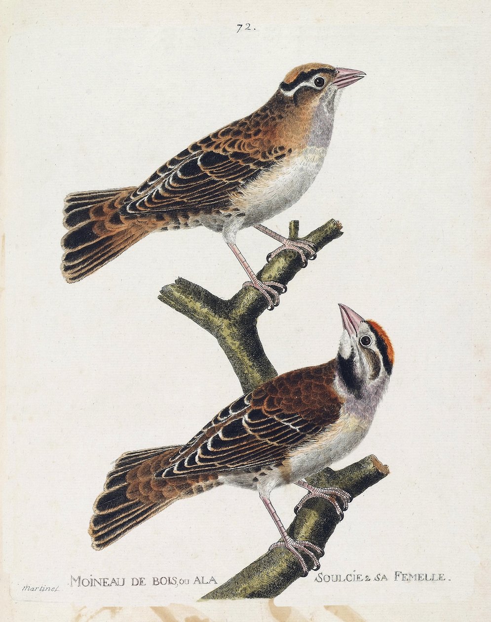 Zoologiskt diagram (ornitologi): skogssparven eller reliefen (Hudsonsparv eller spizea arborea) och dess hona (lindad sparv eller petronia petronia). Illustration i "Fåglarnas historia, målade i deras utseende och känsliga aspekter" av Franco av Francois Nicolas Martinet