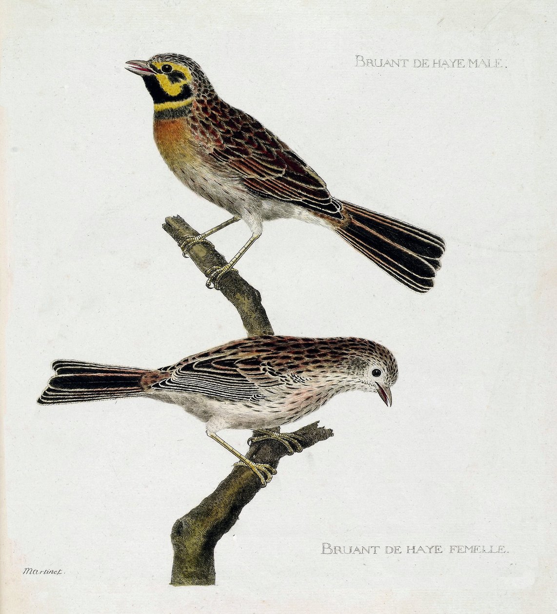 Zoologiskt diagram (ornitologi): uppifrån och ned: Haagsparvar hanar och honor (zizi eller emberiza cirlus) på en gren. Illustration i "Fåglarnas historia, målade i deras utseende och känsliga aspekter" av Francois Nicolas Martinet (1731-1800). Priv av Francois Nicolas Martinet