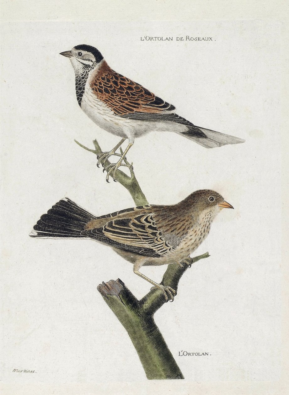 Zoologiskt diagram (ornitologi): uppifrån och ned: Vassortolan (Redsparv eller Emberiza schoeniclus) och Ortolan (Ortolansparv eller Emberiza hortulana) på en gren. Illustration i "Fåglarnas historia, målade i deras utseende och känsliga aspekter" av Francois Nicolas Martinet