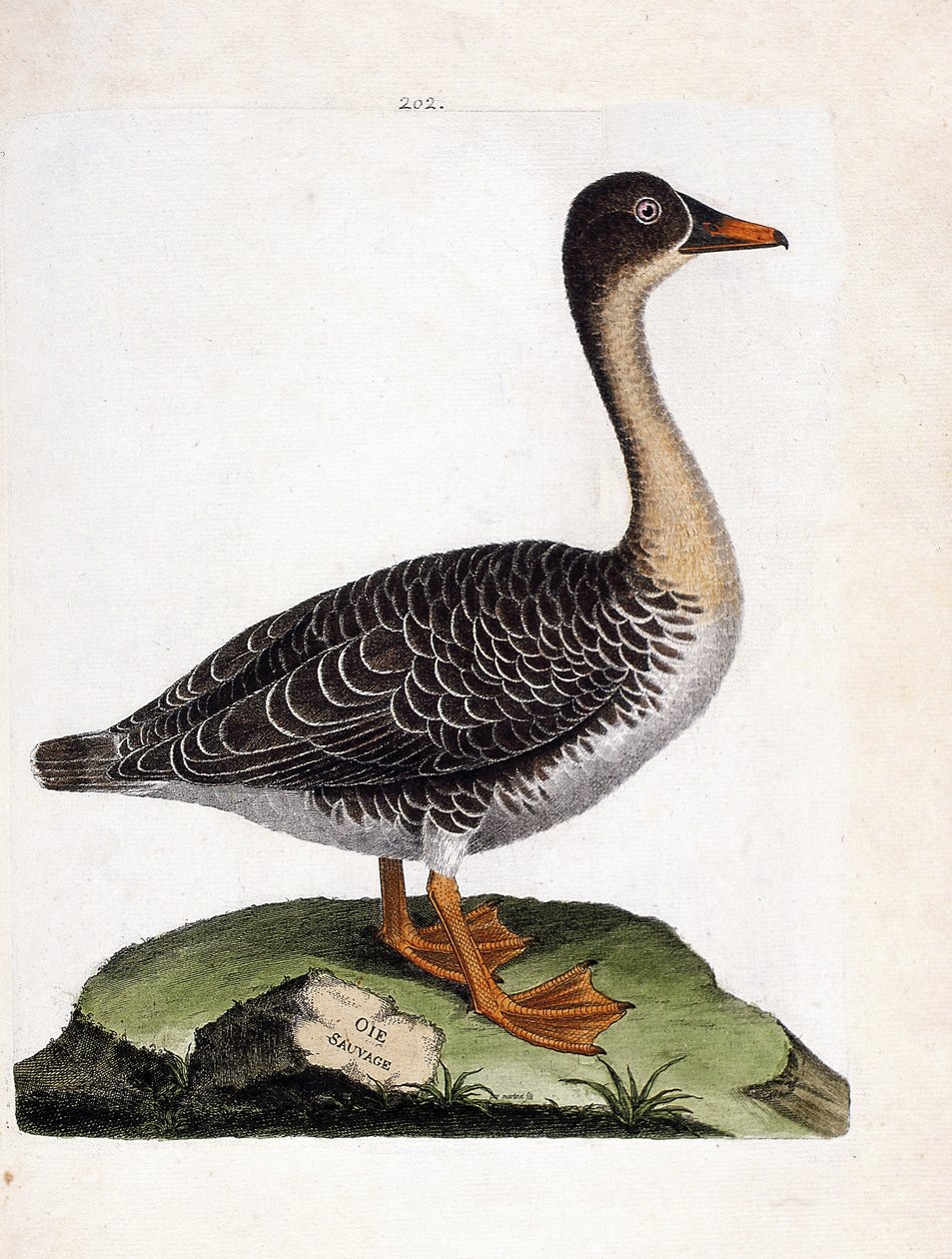 Zoologiskt diagram (ornitologi): vildgås (skördegås eller anser fabalis). Illustration i "Fåglarnas historia, målade i deras utseende och känsliga aspekter" av Francois Nicolas Martinet (1731-1800). Privat samling. av Francois Nicolas Martinet