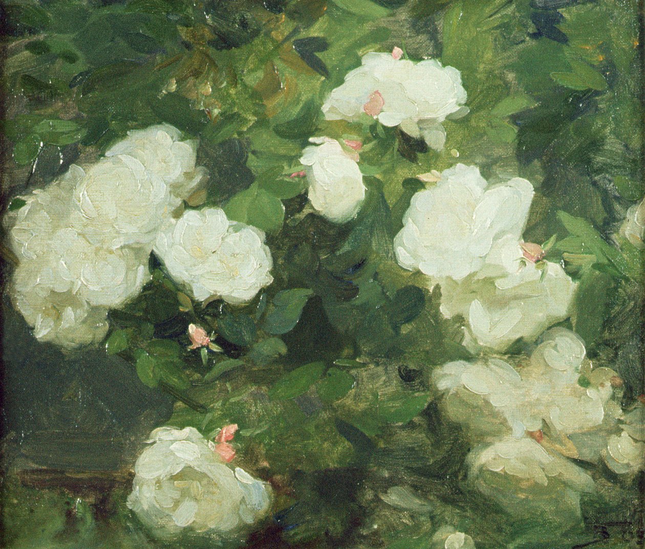 Vita rosor av Frank Bramley