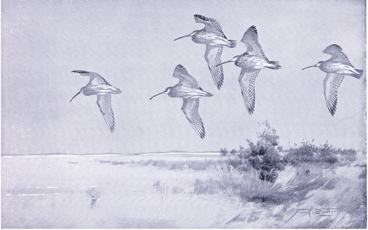 Curlew under flygning av Frank Southgate