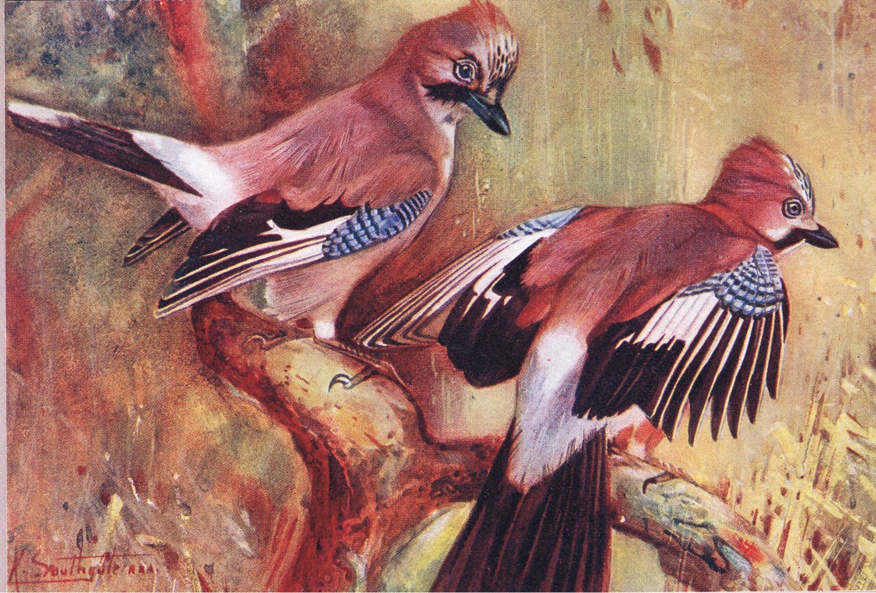 Jays, illustration från Wild Nature & Country Life publicerad av Hodder & Stoughton, c.1910 av Frank Southgate