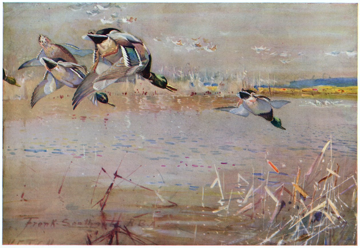 Gräsänder jagade av en hök, illustration från 