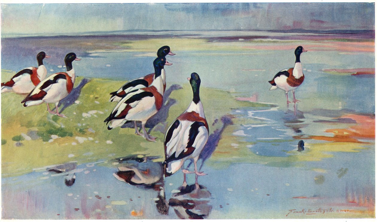 Shelducks on the Flats, illustration från "Wildfowl and Waders" (Viltfåglar och vadare) av Frank Southgate