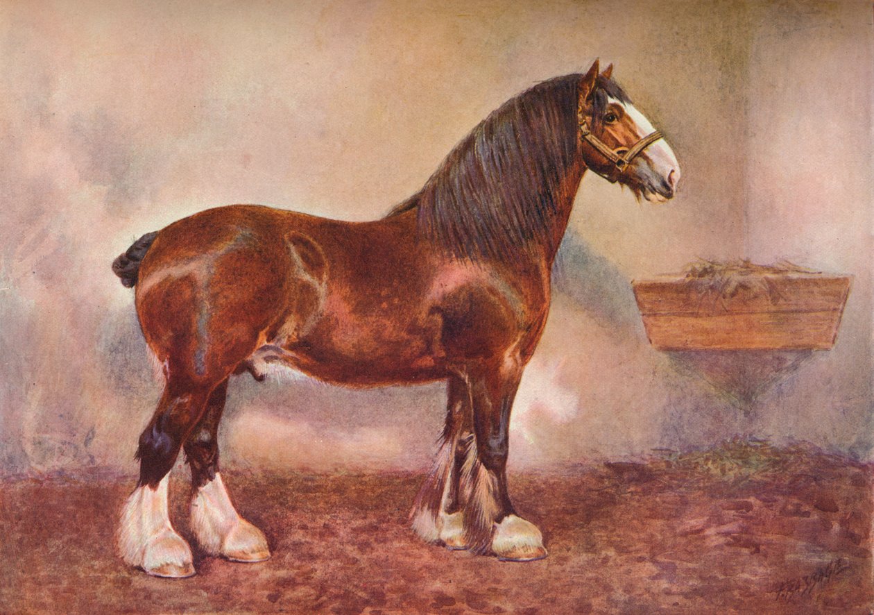 Clydesdale-hingst Prince of Albion, c1900 c1910 av Frank Babbage