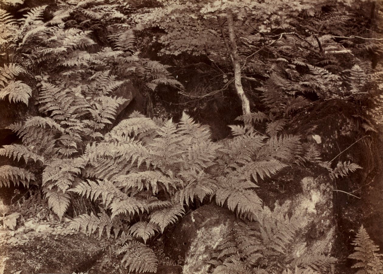 Untitled (Fern Study) av Frank Meadow Sutcliffe