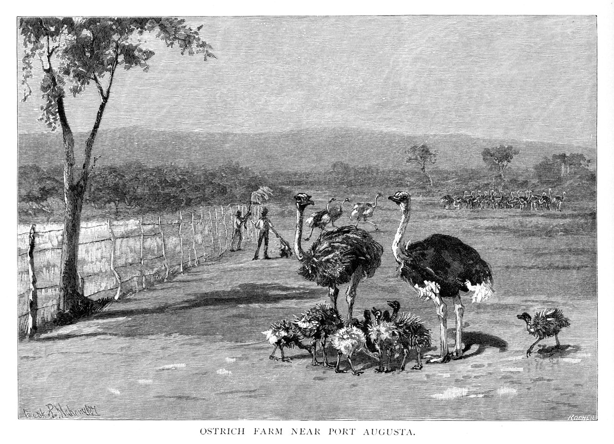 Strutsfarm nära Port Augusta, södra Australien, 1886 av Frank P. Mahony