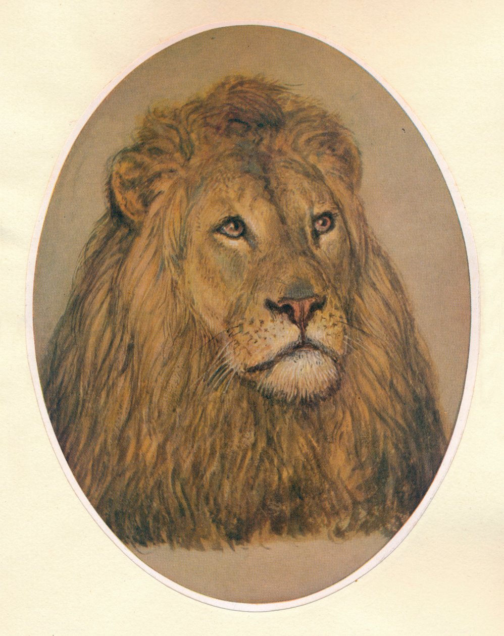Lions huvud, c1896 av Frank Paton