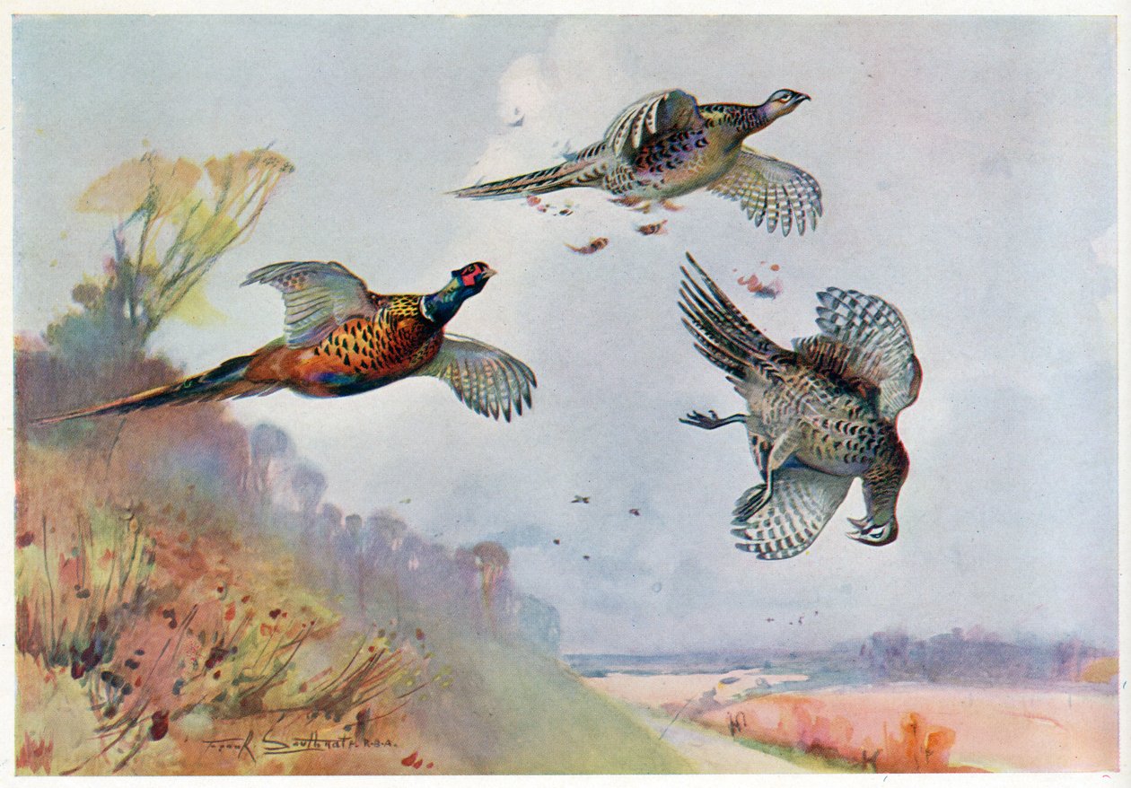 Högfasaner, illustration från 