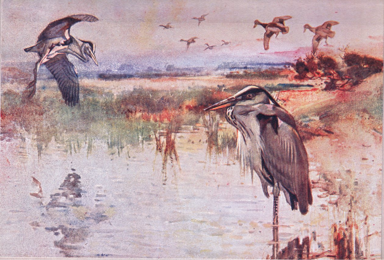 The Heron, illustration från Wild Nature & Country Life publicerad av Hodder & Stoughton, ca 1910 av Frank Southgate