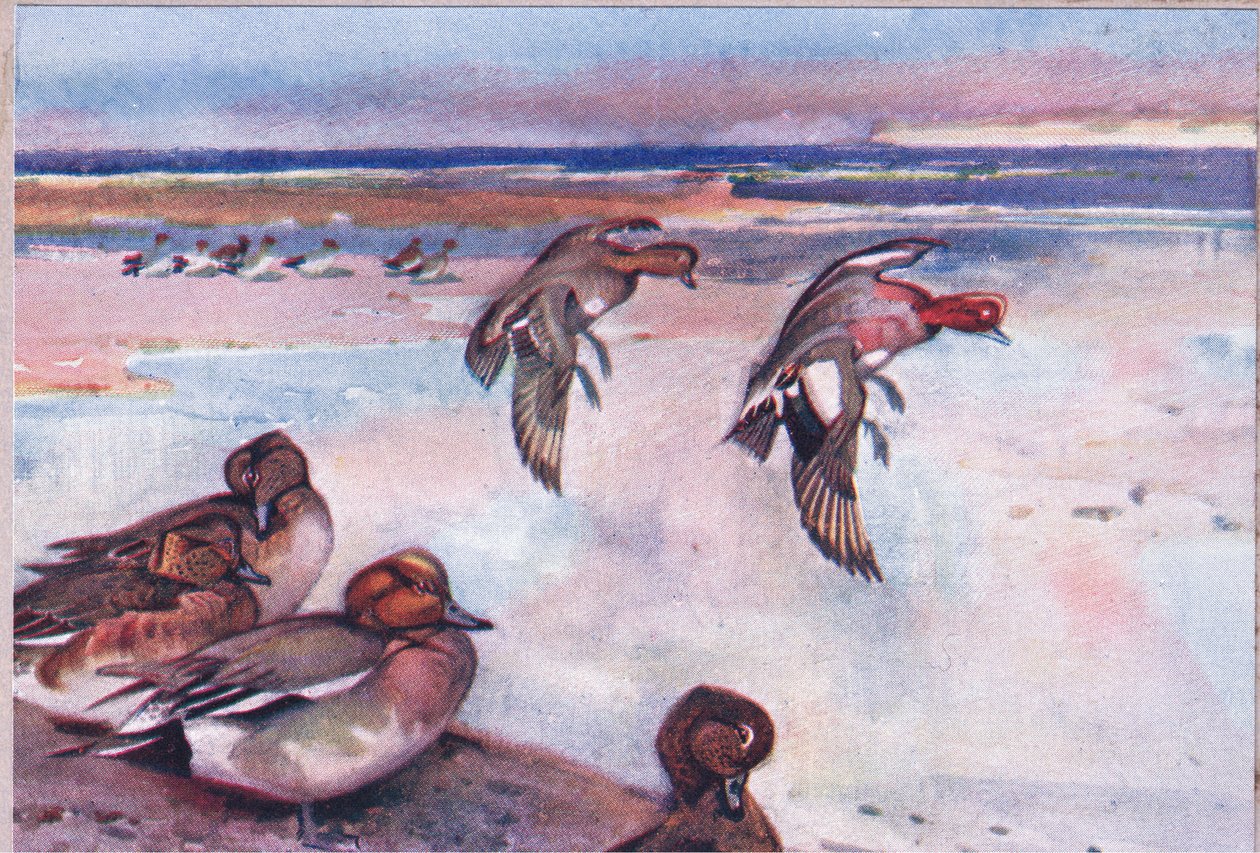 Widgeons, illustration från Wild Nature & Country Life publicerad av Hodder & Stoughton, ca 1910 av Frank Southgate