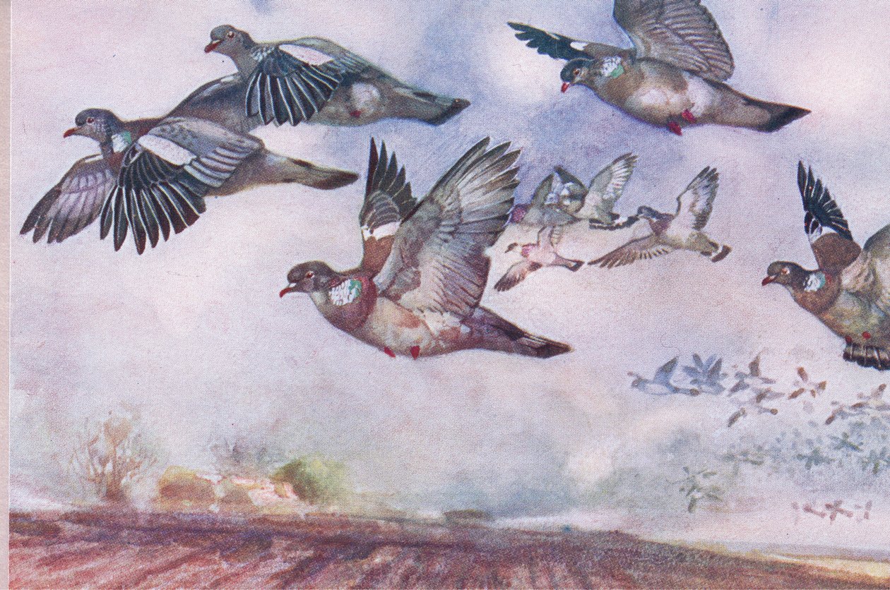 Wood Pigeons in flight, illustration från Wild Nature & Country Life publicerad av Hodder & Stoughton, ca 1910 av Frank Southgate