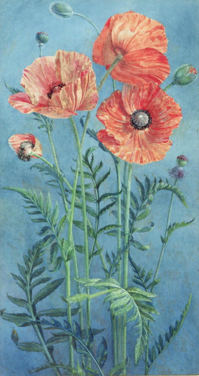 Poppies, 1916 (wc på papper) av Frank Steeley