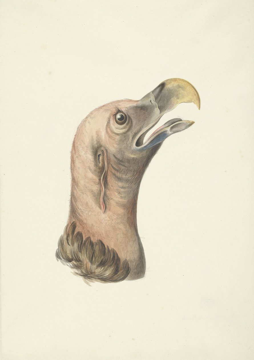 Huvud av en örongam (Otogyps auricularis Daud) av François Levaillant (circle of)