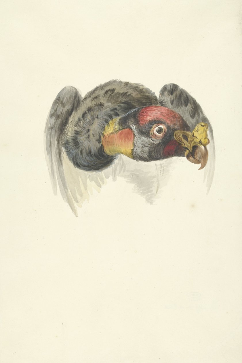 Huvudet för en kunggam (Sarcoramphus papa) av François Levaillant (circle of)