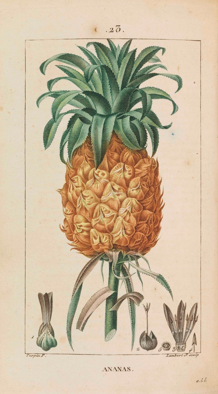 Ananas. Medicinsk flora, 1814-1820. av François Pierre Chaumeton