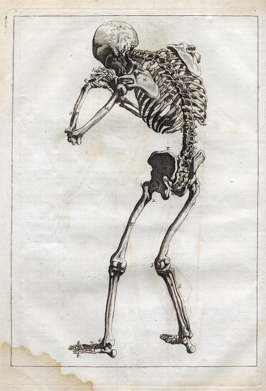 Gravyr i ""Abstract Anatomy, accommodated to the arts of painting and sculpture"" - "" Abrege d