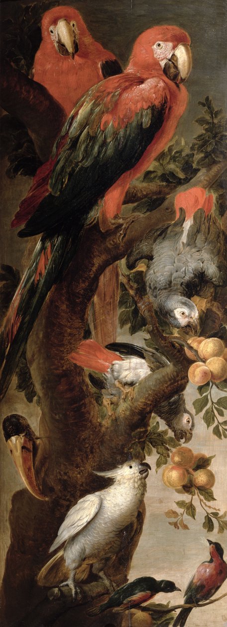 Aror och papegojor av Frans Snyders or Snijders