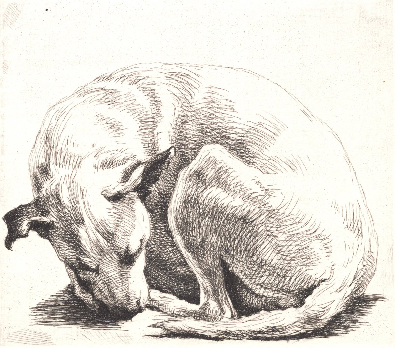 Provtallrik: En hund av Frans Schwartz
