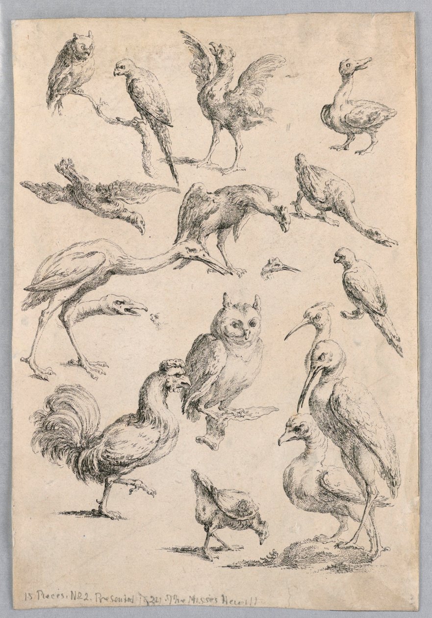 Sortiment av fåglar, från "Samling av olika djurstudier..." av Frans Snyders