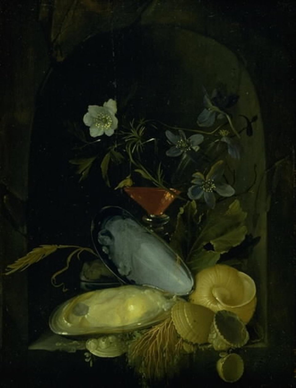 Stilleben med cockleshells och blåsippor av Frans van I Mieris