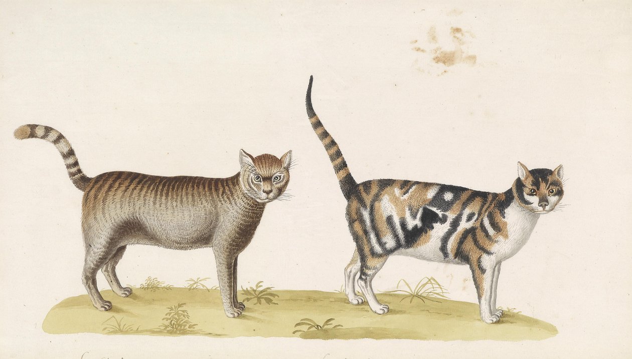 Wilde Katze, Hauskatze av Franz Anton von Scheidel