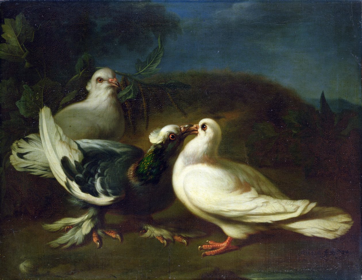 Duvor, 1724 av Franz Werner Tamm