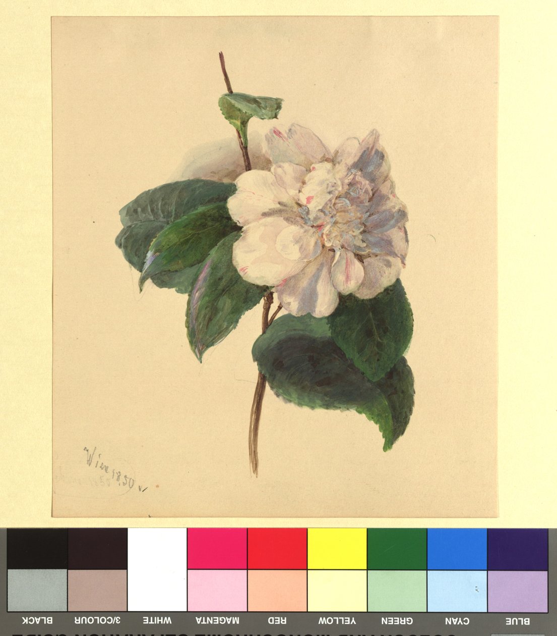 Blomsterakvarell av Franz Alt