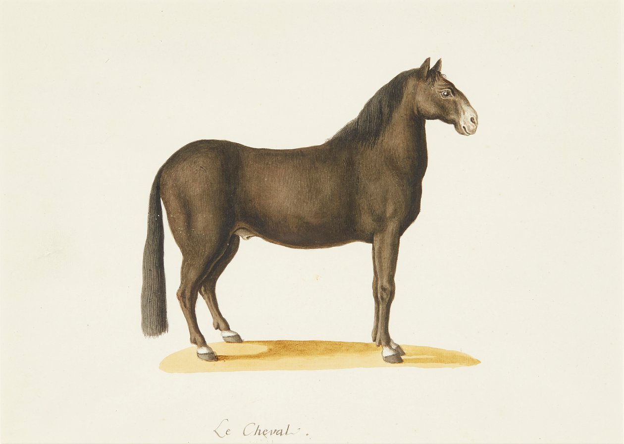 Hästen (akvarell) av Franz Anton von (attr.to) Scheidel