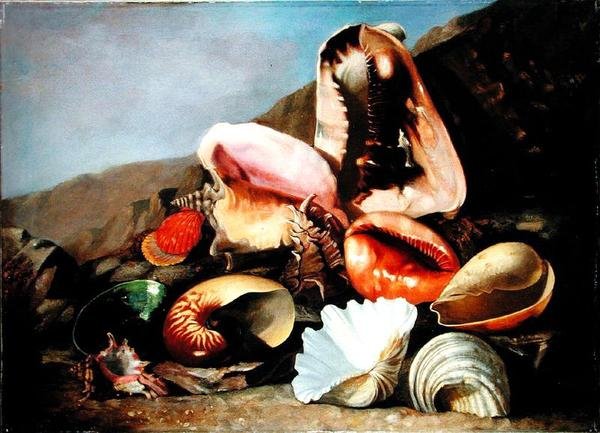 Stilleben av snäckor (olja på duk) av Franz Anton von Scheidel