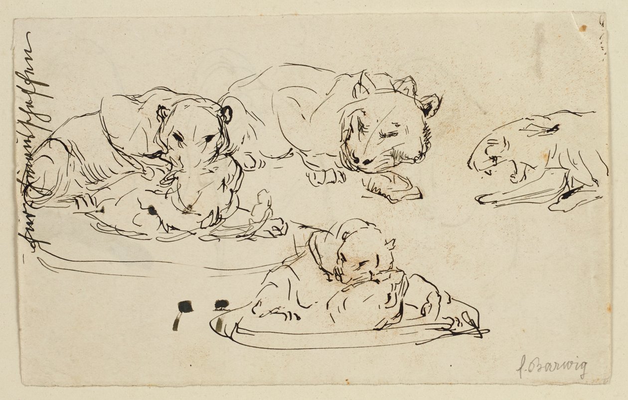 Snurrande Sundapanthers av Franz Barwig d. Ä.