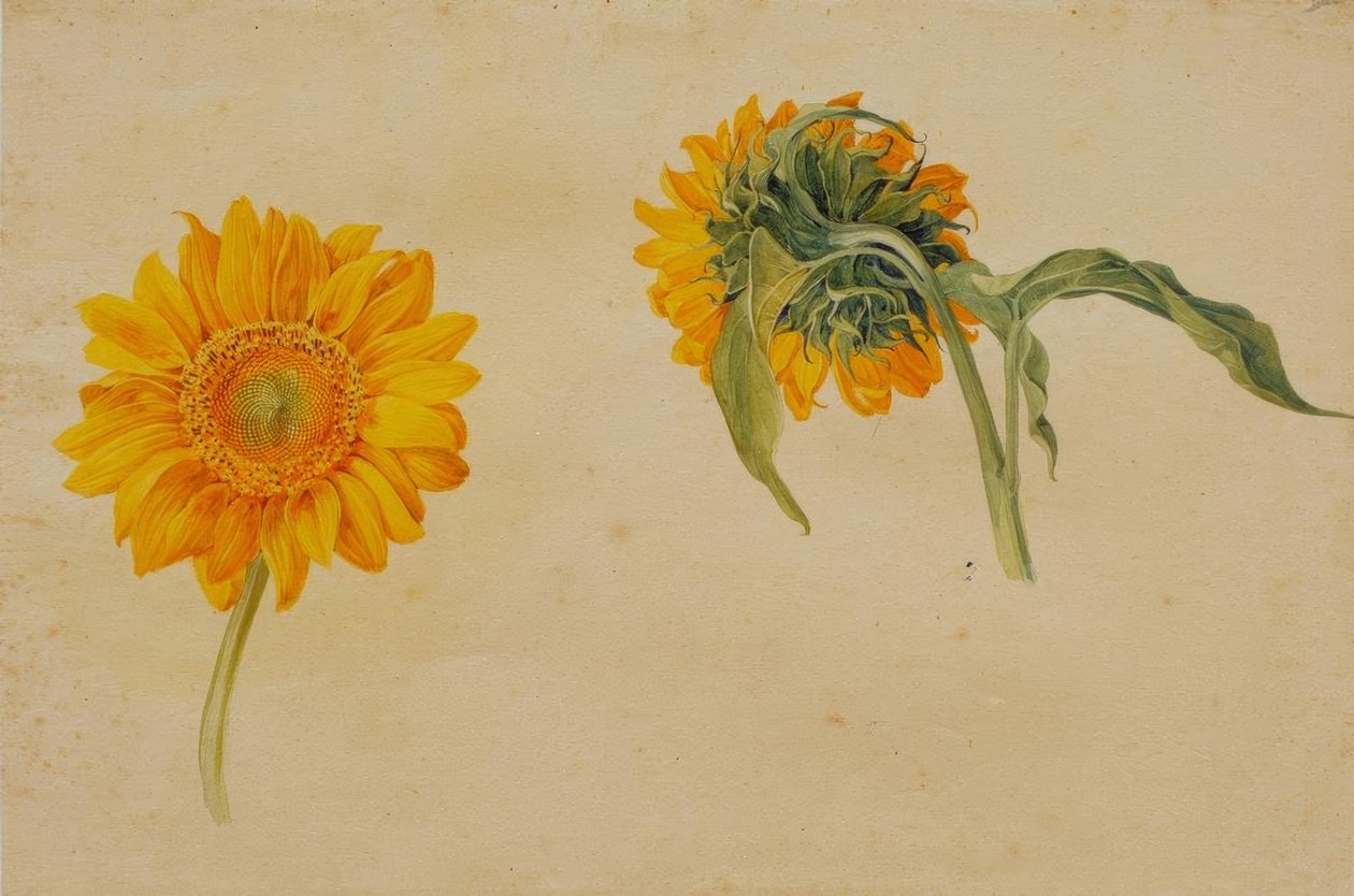 solrosor av Franz Horny