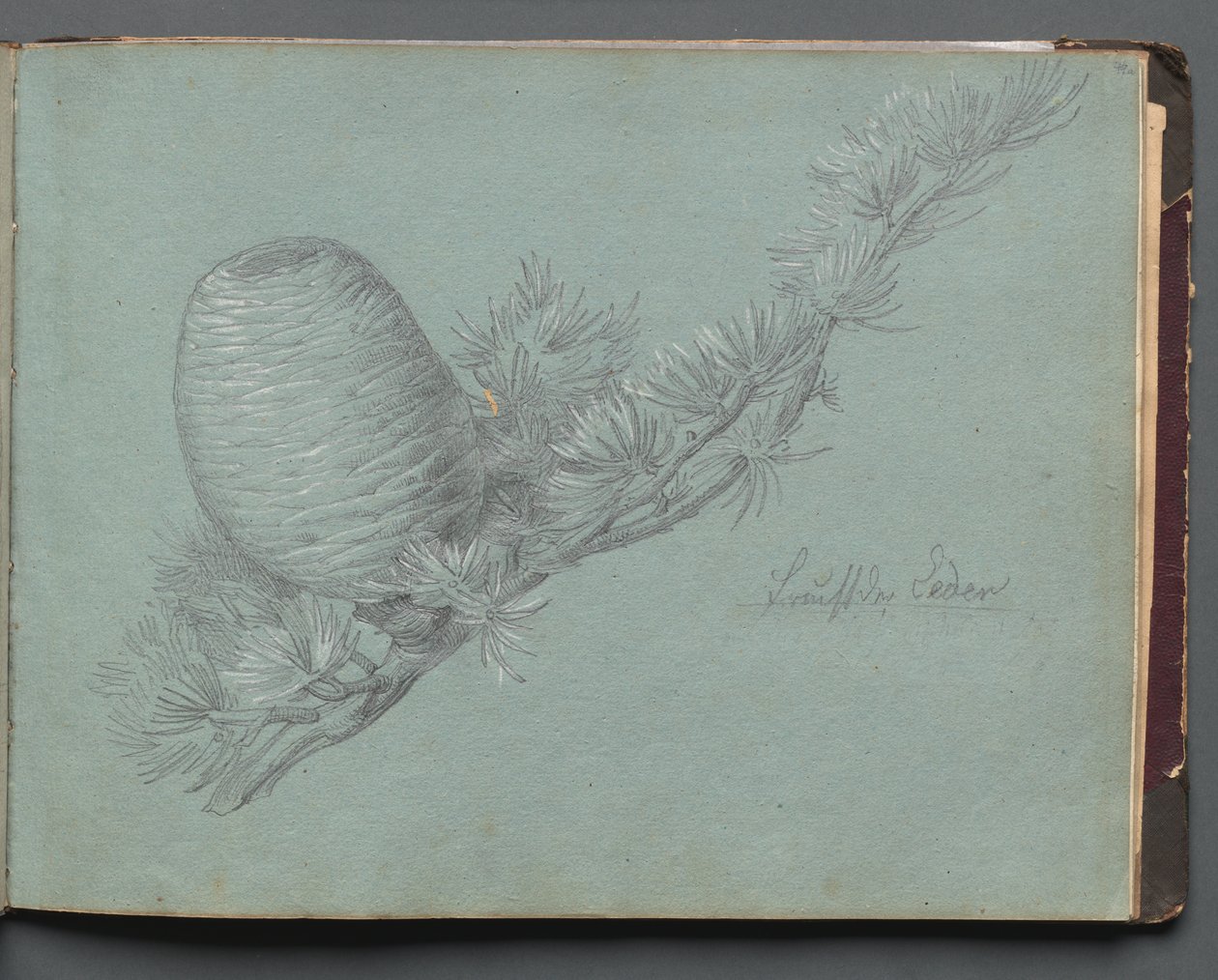 Album med utsikt över Rom och omgivningar, landskapsstudier, sidan 49a: Studie av en vintergrön gren med tallkotte av Franz Johann Heinrich Nadorp