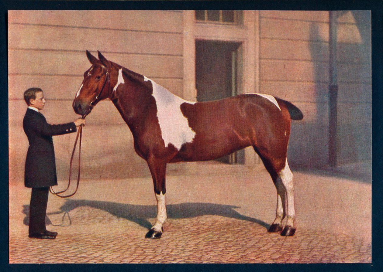 Ett fotografi av en häst tagen med en Zeiss Tessar-lins, c1908 av Franz Kuhn