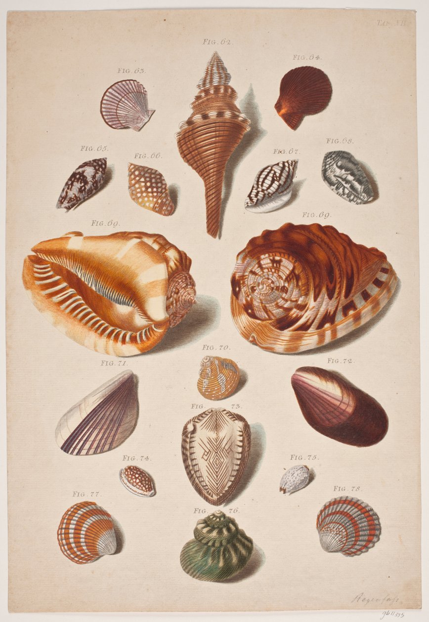 Illustration planche med snäckskal av Franz Michael Regenfus