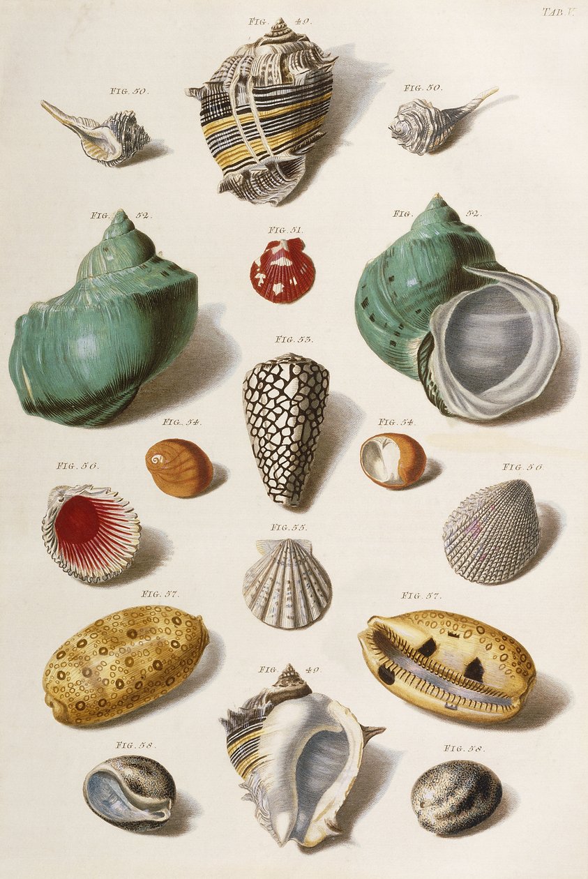 Olika snäckskal, 1758 av Franz Michael Regenfus