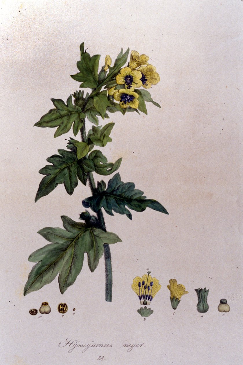 Ur "Flora Monacensis" av F. De Paola De Schrank. München 1816. av Franz Schrank