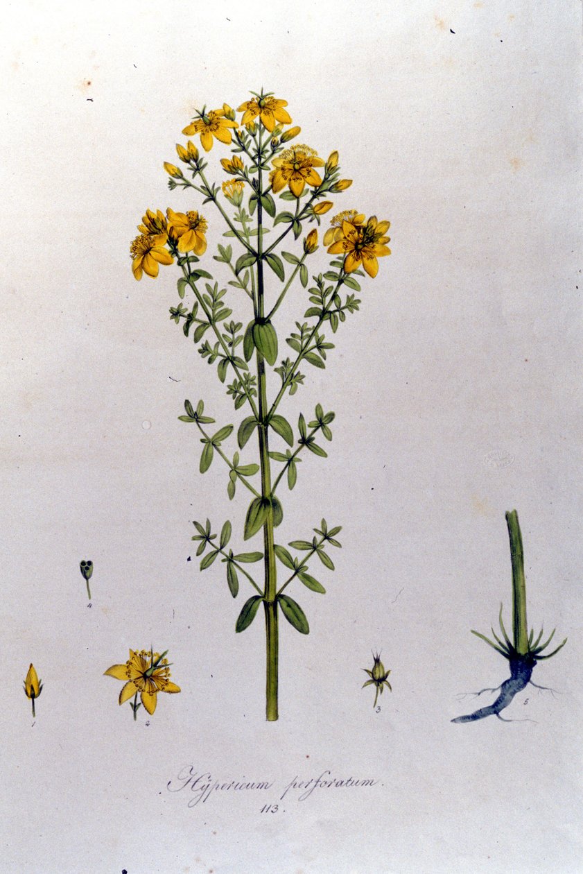 Hypericum eller johannesört. F. De Paola De Schranks "Flora Monacensis" München 1816 av Franz Schrank