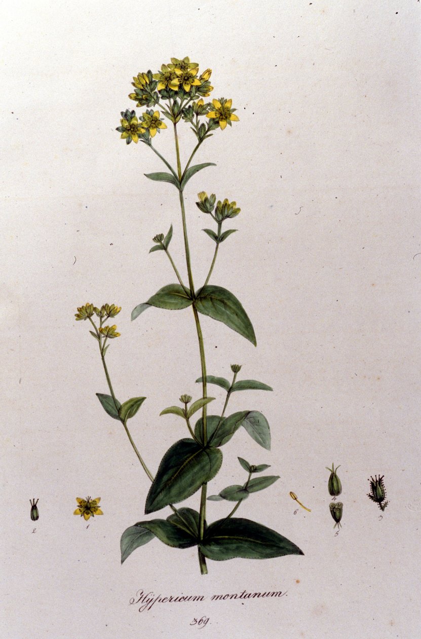 Berget hypericum eller en tusenört (Johannesört) från F. De Paola De Schranks ”Flora Monacensis”. München 1816 av Franz Schrank