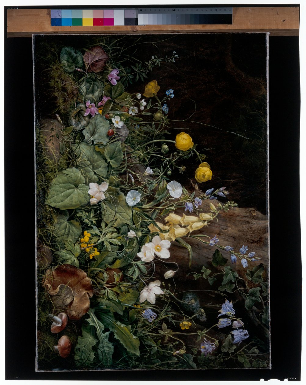 Vildblommor vid foten av ett träd av Franz Xavier Petter