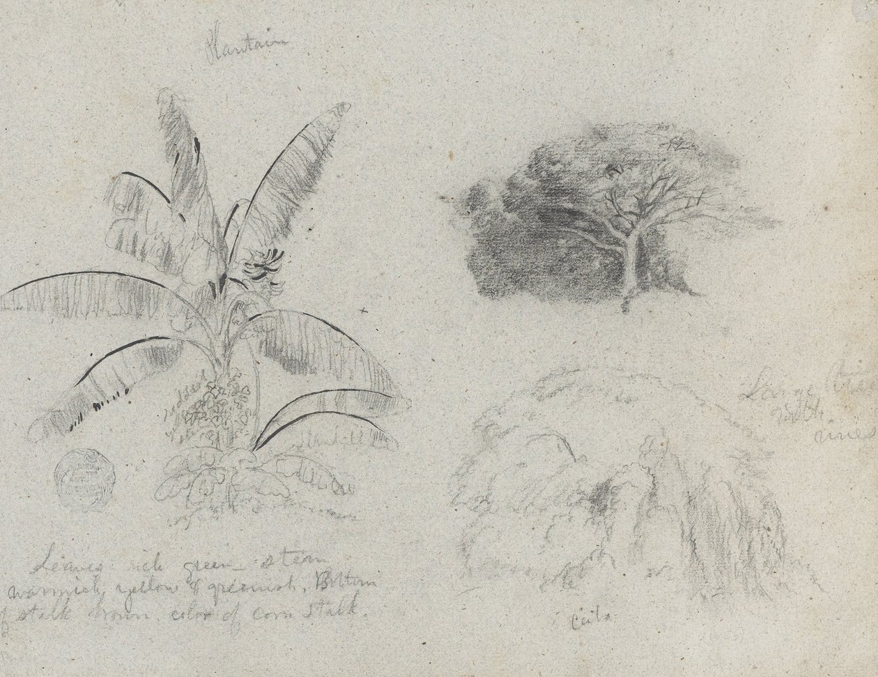 Botaniska skisser, Sydamerika av Frederic Edwin Church