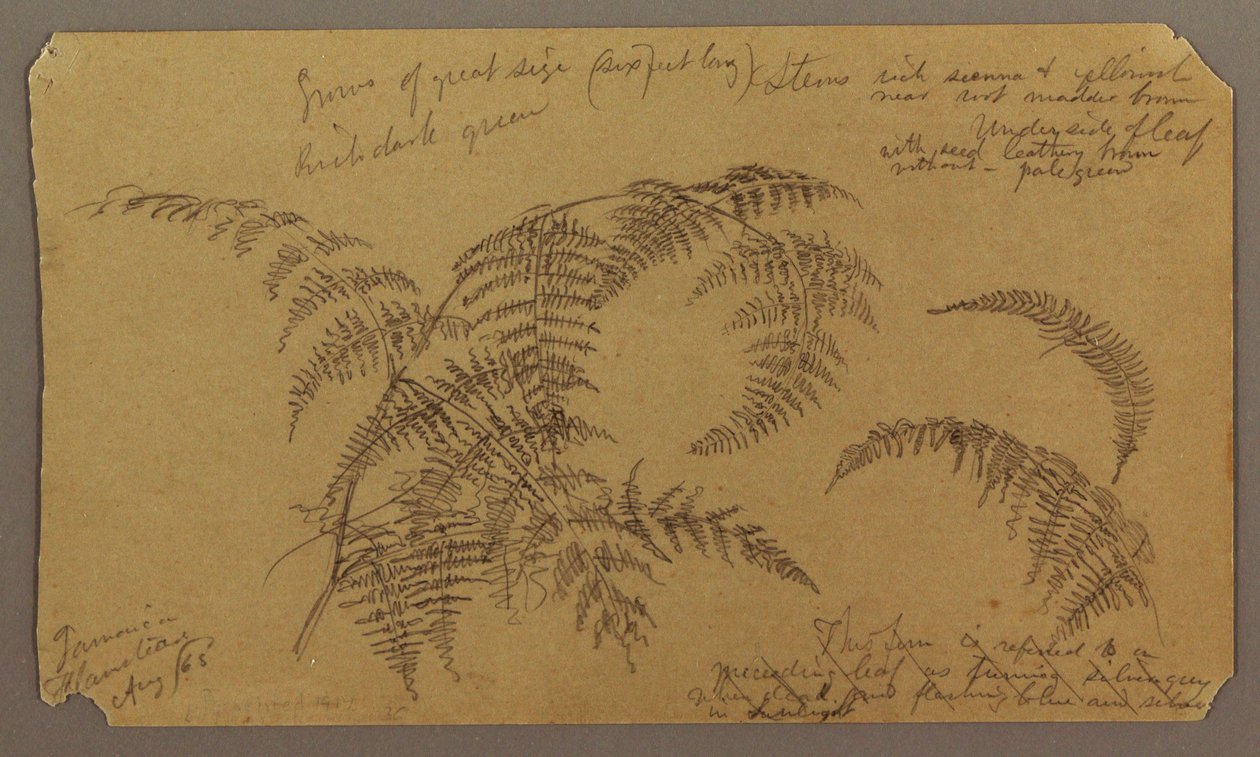 Ritning, botaniska skisser, augusti 1865 av Frederic Edwin Church