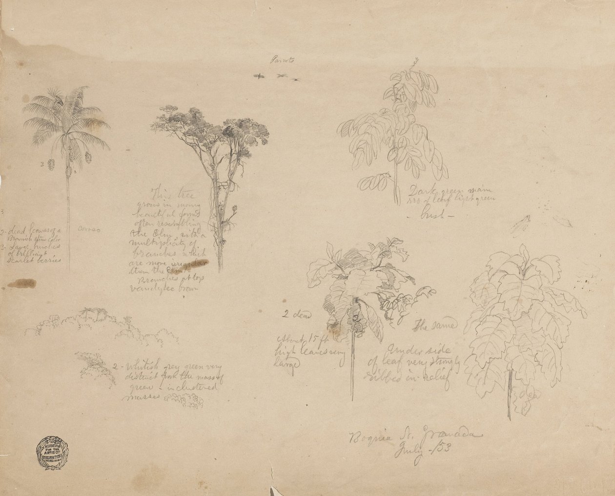 Teckning. Botaniska skisser från Colombia. av Frederic Edwin Church