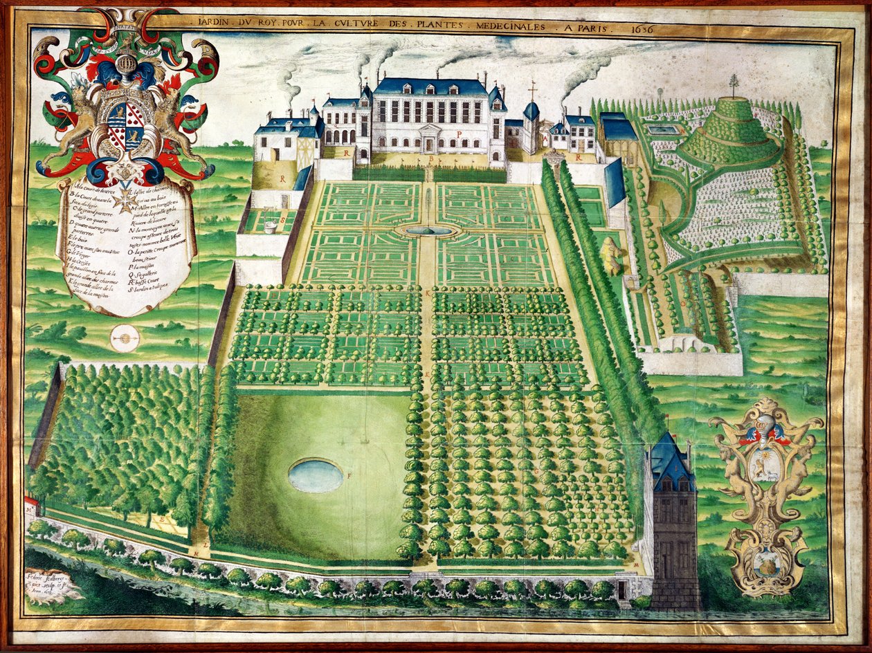 The Kings Medicinal Plant Garden, 1636 (gravyr på veläng) av Frederic Scalberge