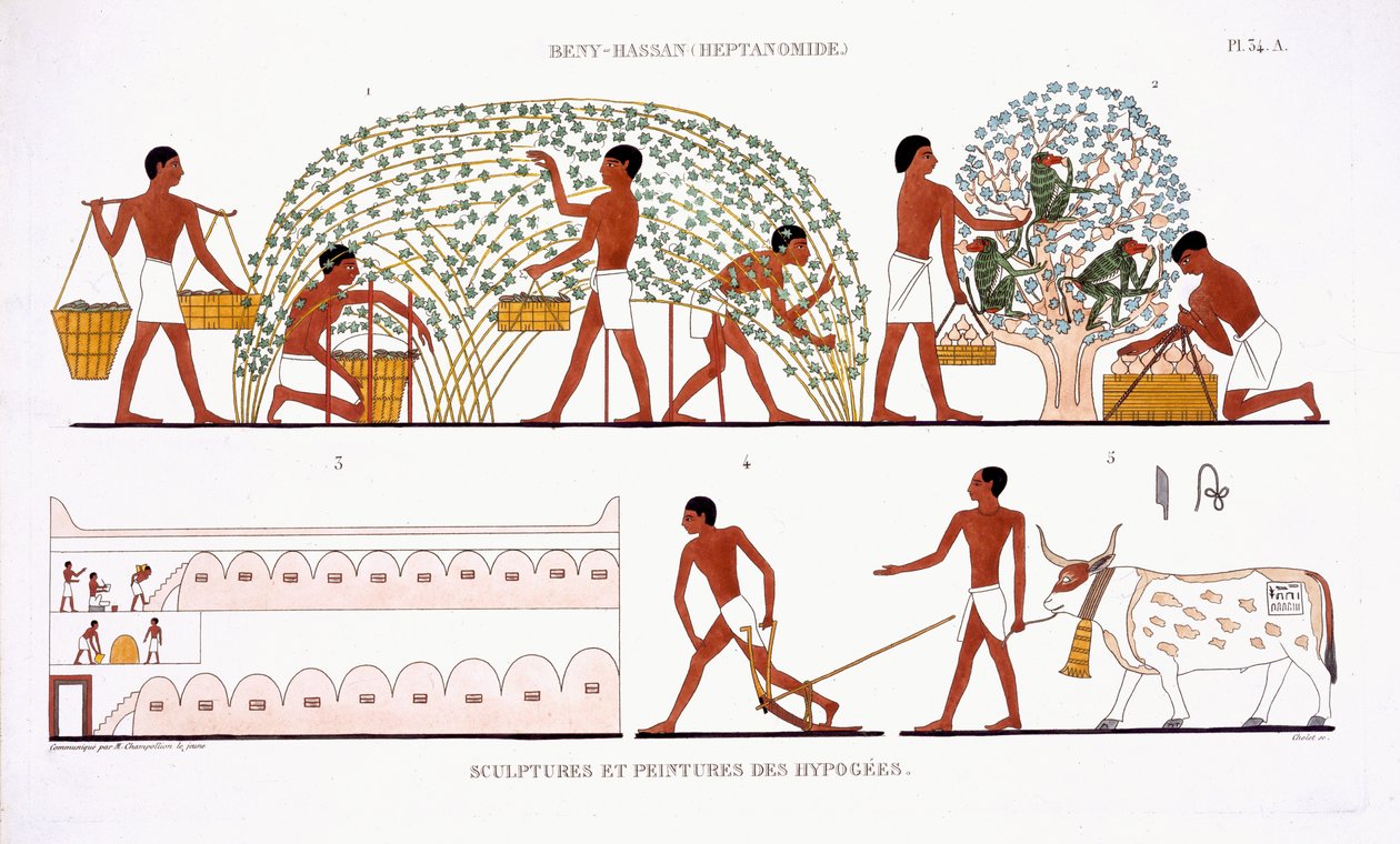 Fruktplockning, från en sällsynt uppteckning av fresker från Thebe, registrerad 1819-1822 vid sitt andra besök i Egypten av Frederic Cailliaud (1787-1869), färg litho av Frederic (after) Cailliaud