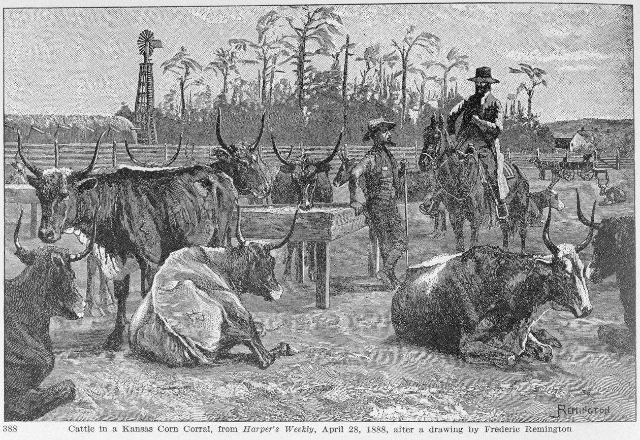 Boskap i en Kansas Corn Corral, illustration från 
