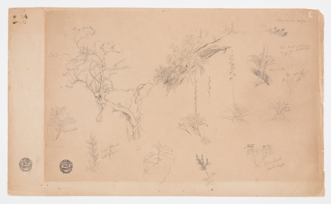 En grupp av tretton botaniska studier från Colombia eller Ecuador av Frederic Edwin Church